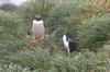 CPD Macquarie Island
