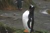 CPD Macquarie Island