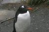CPD Macquarie Island