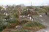 CPD Macquarie Island