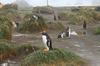 CPD Macquarie Island