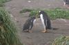 CPD Macquarie Island