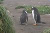 CPD Macquarie Island
