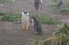 CPD Macquarie Island