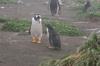 CPD Macquarie Island
