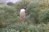 CPD Macquarie Island