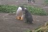 CPD Macquarie Island