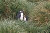 CPD Macquarie Island