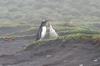 CPD Macquarie Island