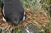 CPD Macquarie Island