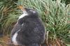 CPD Macquarie Island