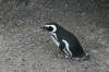Magellanic Penguis