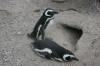 Magellanic Penguis