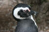 Magellanic Penguis