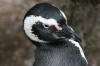 Magellanic Penguis