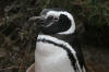 Magellanic Penguis