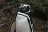 Magellanic Penguis