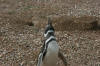 Magellanic Penguis