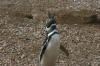 Magellanic Penguis