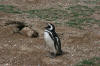 Magellanic Penguis