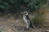 Magellanic Penguis