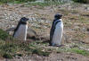Magellanic Penguis