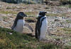 Magellanic Penguis