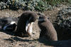 Magellanic Penguis