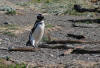 Magellanic Penguis