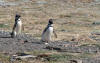 Magellanic Penguis