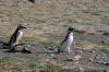 Magellanic Penguis