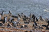 Magellanic Penguis