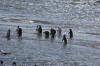 Magellanic Penguis