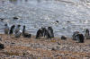 Magellanic Penguis