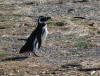 Magellanic Penguis