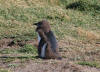 Magellanic Penguis
