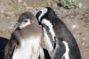 Magellanic Penguis