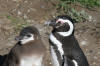 Magellanic Penguis