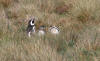 Magellanic Penguis